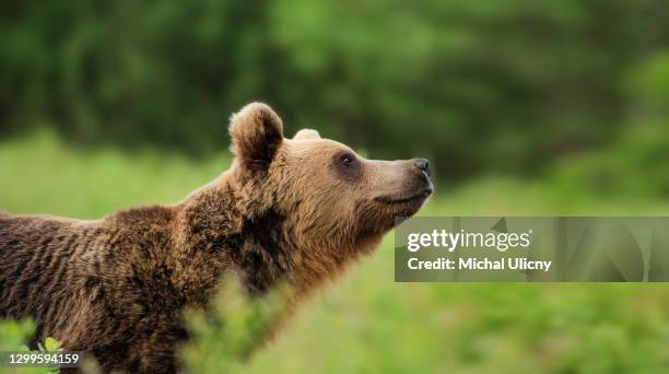 closeup brown bear (ursus arctos) portrait in spring forest.feels the danger. - braunbär stock-fotos und bilder