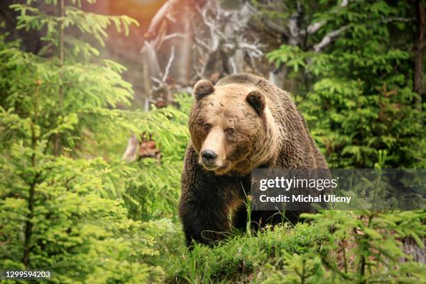ursus arctos, big brown bear in slovakia country. - bear bildbanksfoton och bilder