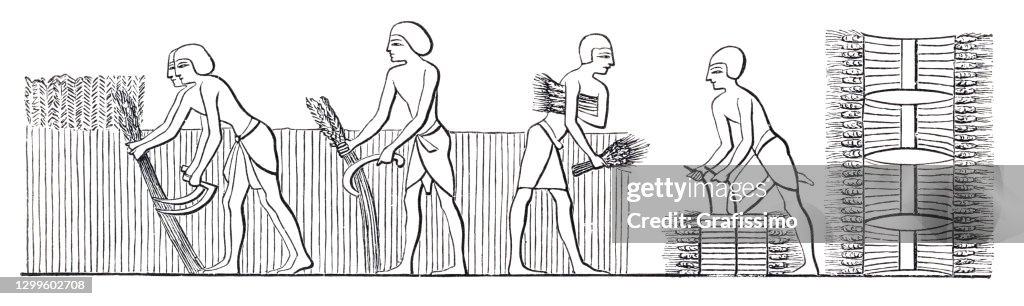 Antigos hieróglifos egípcios de pessoas colhendo trigo