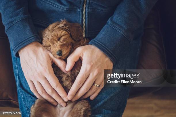 puppy day - next i moran stock pictures, royalty-free photos & images