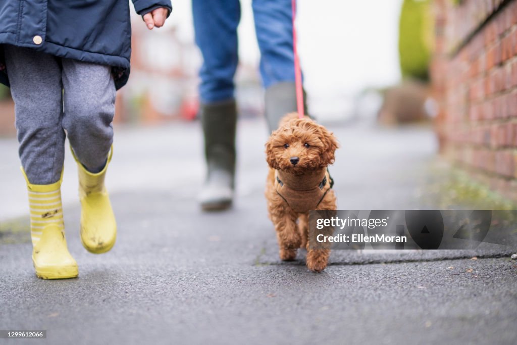 Puppy Walk