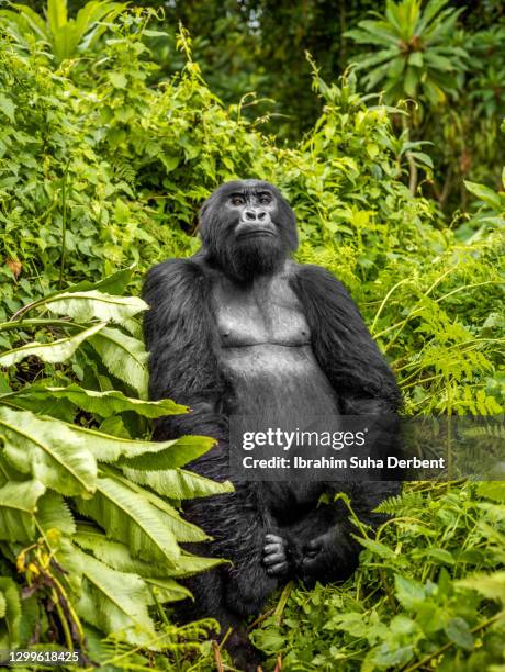 the front view of silverback mountain gorilla (gorilla beringei beringei) looking at camera in volcanos national park, rwanda - male feet on face stock pictures, royalty-free photos & images