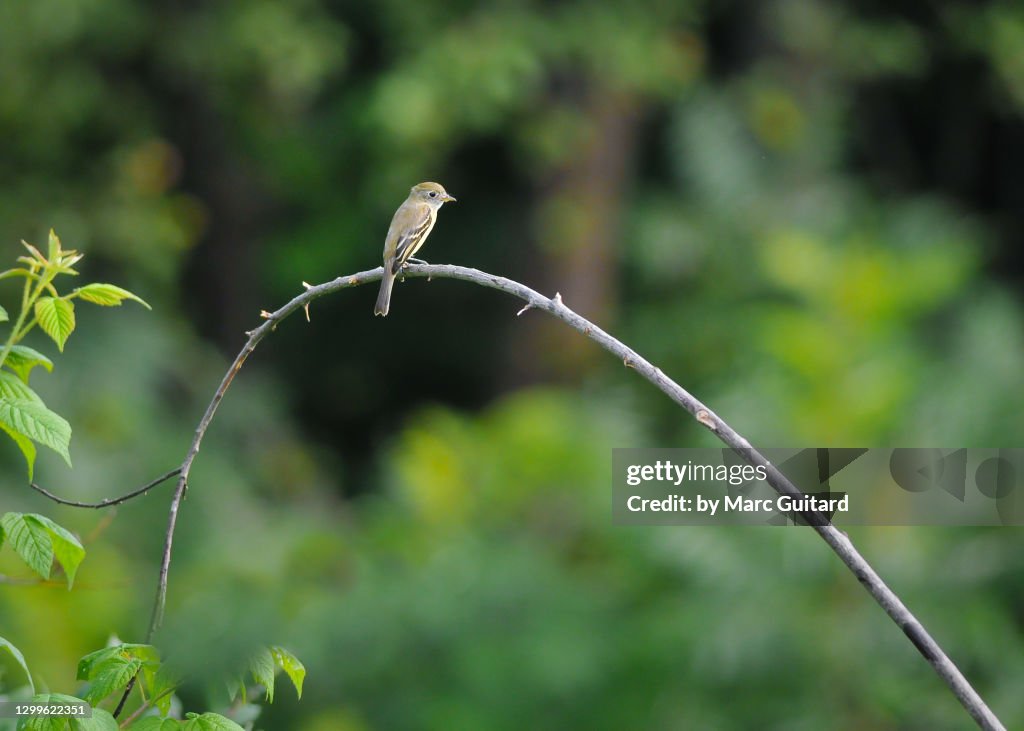 Yellow-bellied Flycatcher (Empidonax flaviventris), Fredericton, New Brunswick