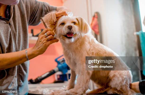 peluquero de mascotas con tijeras hace acicalamiento - peluquero de animales fotografías e imágenes de stock