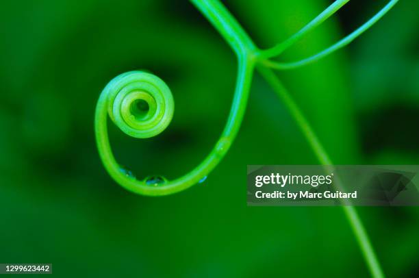 the coiled stem of a creeping vine, fredericton, new brunswick, canada - leaves spiral stock pictures, royalty-free photos & images