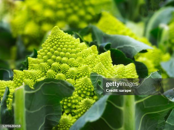 food background - chou romanesco stock pictures, royalty-free photos & images