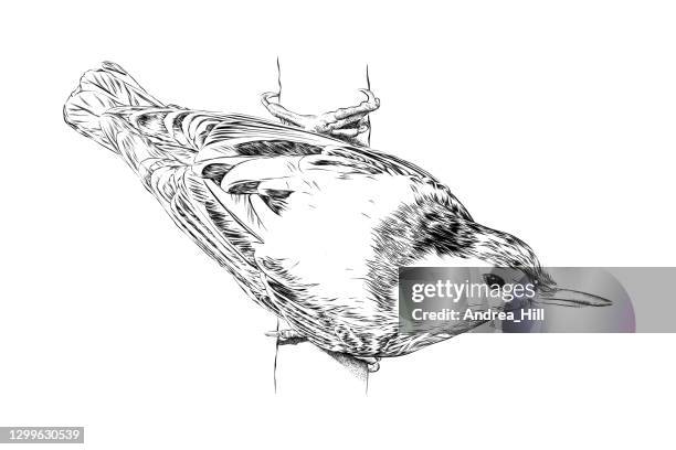 white breasted nuthatch drawn in pen and ink. eps10 vector illustration - nuthatch stock illustrations