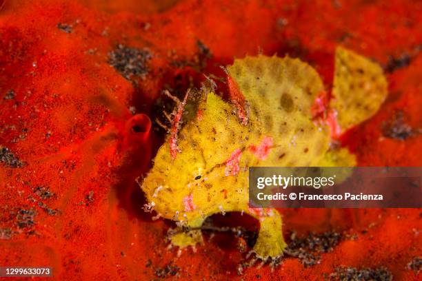 frogfish giallo - anglerfisch stock-fotos und bilder