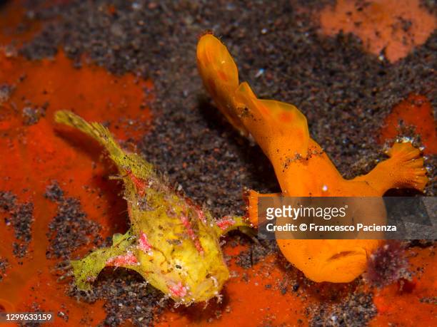 piccolo frogfishes - yellow frogfish stock pictures, royalty-free photos & images