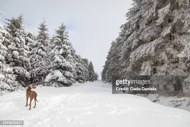 frozen mountain - weimaraner stock-fotos und bilder