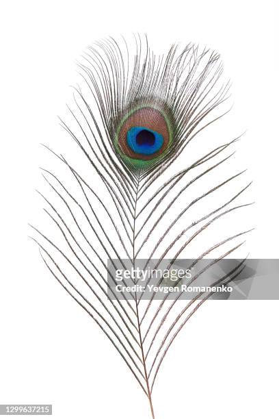 peacock feather isolated on white background - pauwenveer stockfoto's en -beelden