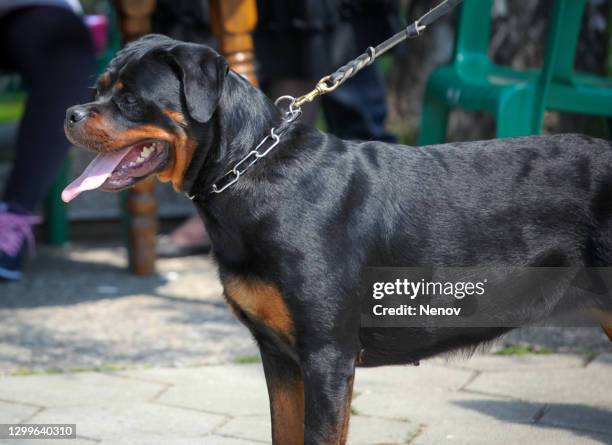 image of a young female rottweiler - rottweiler imagens e fotografias de stock