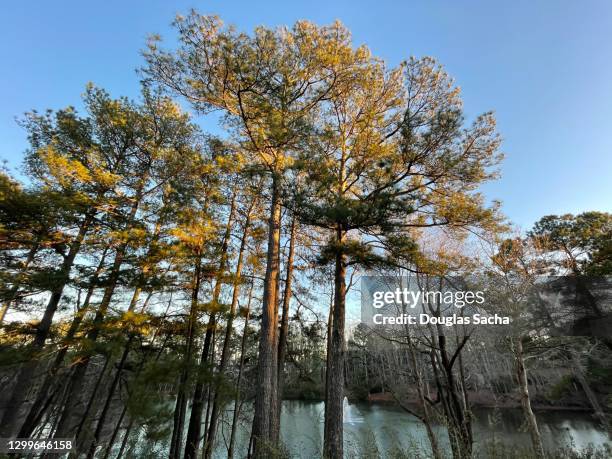 yellow loblolly pine trees (pinus taeda) - loblolly pine stock pictures, royalty-free photos & images