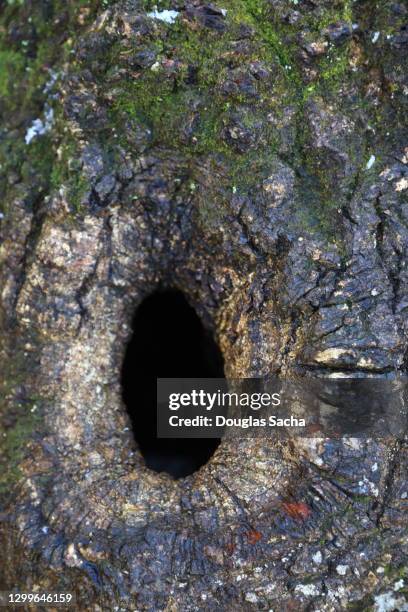 hole in tree trunk - anal stock pictures, royalty-free photos & images