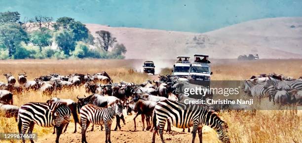 zebras and safari vehicles in tanzania - arusha region stock pictures, royalty-free photos & images