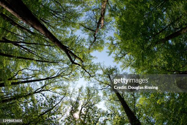 shenandoah-nationalpark - woods & treeline - virginia - gebirgsbach stock-fotos und bilder