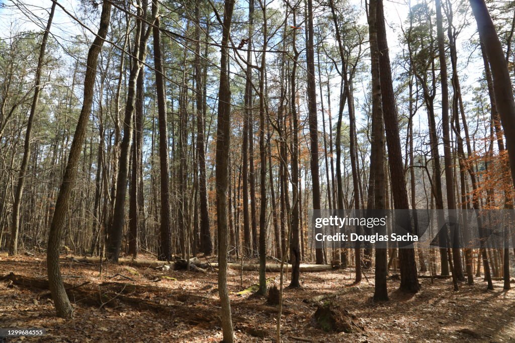 Low Angle View Of Trees In Forest