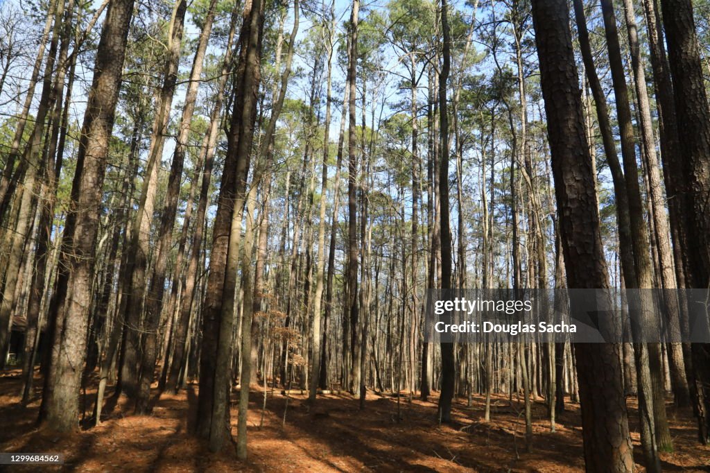 Low Angle View Of Trees Against Sky