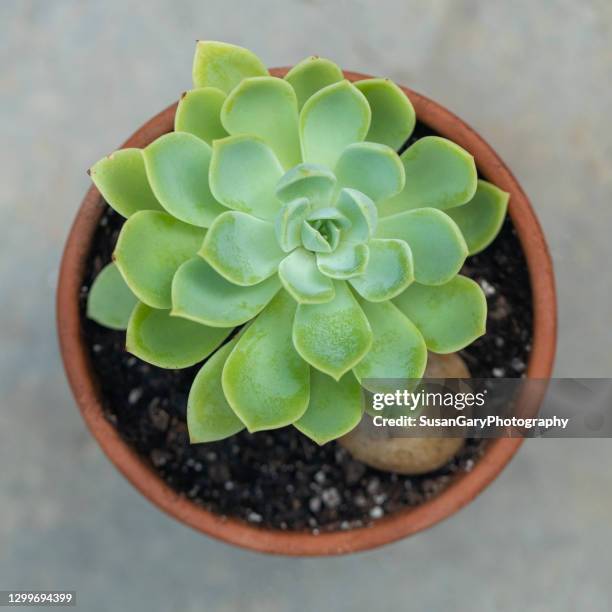 echeveria blue atoll - echeveria stock pictures, royalty-free photos & images