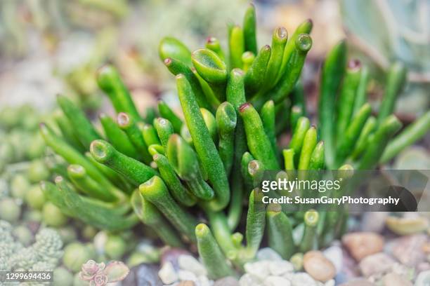 cute little ogre ear jade crassula plant - crassula stock pictures, royalty-free photos & images