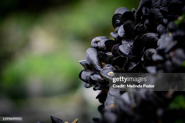 blue mussels at low tide - low tide stockfoto's en -beelden