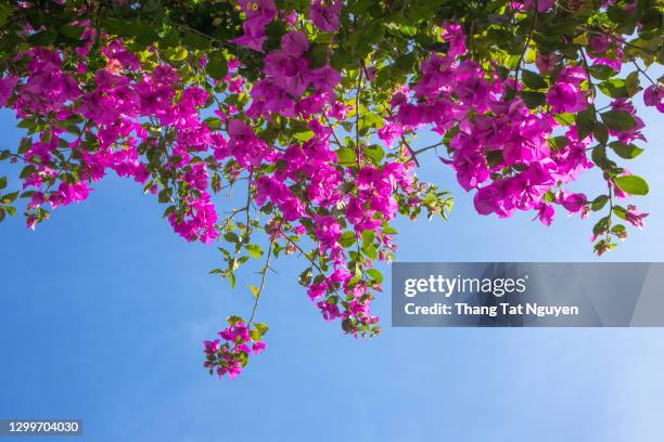 bougainvillea against blue sky in sunny day - bougainvillea stock-fotos und bilder