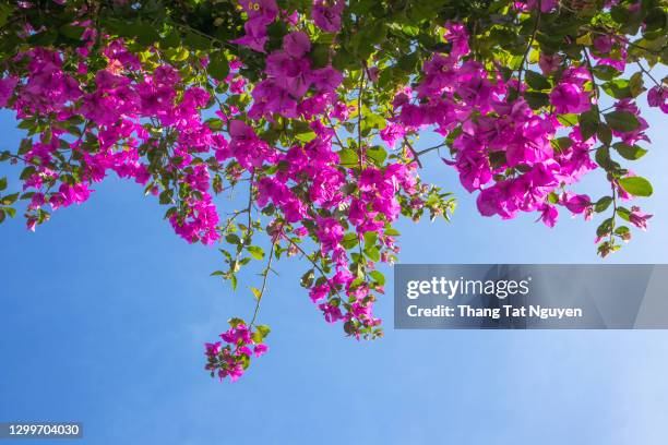 bougainvillea against blue sky in sunny day - buganvília imagens e fotografias de stock