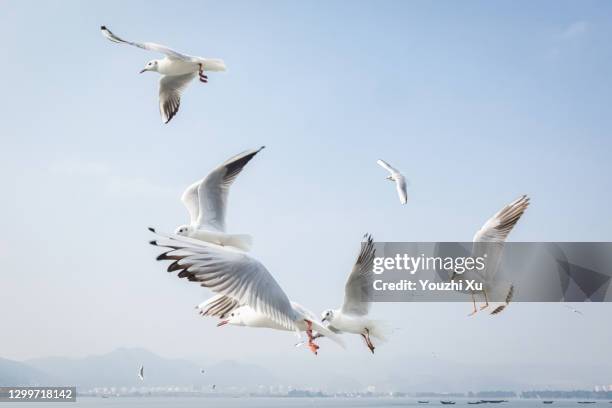 seagulls flying under the blue sky - seagull stockfoto's en -beelden