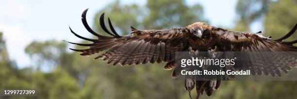 majestic female wedge-tailed eagle - australia - ave de rapiña fotografías e imágenes de stock