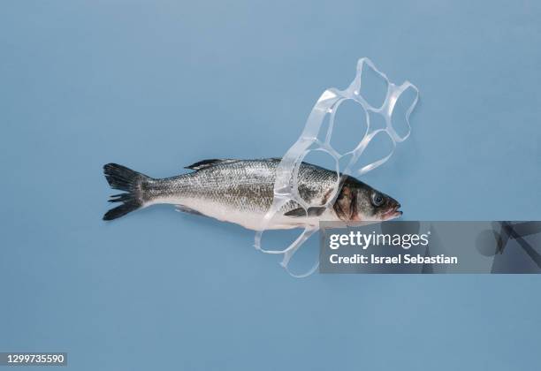 close-up view of a concept of a fish trapped in plastic on a blue background. no to plastics. environmental problem, let's save the oceans. - carcass is stock pictures, royalty-free photos & images