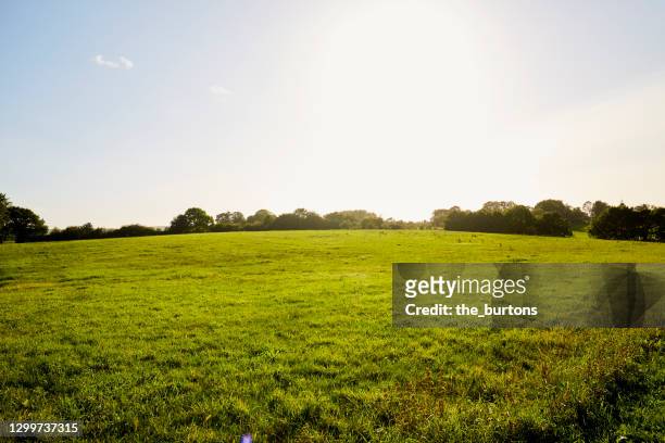 meadow, blue sky and sunlight in summer - landschaft stock-fotos und bilder
