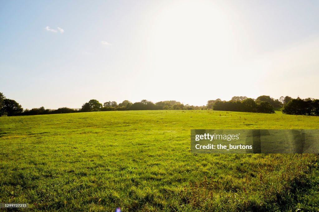 Meadow, blue sky and sunlight in summer