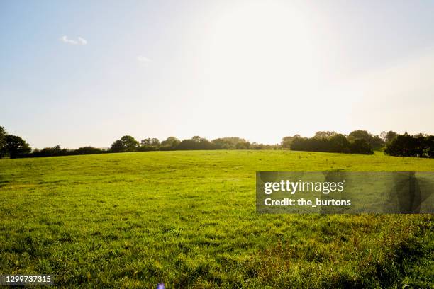 meadow, blue sky and sunlight in summer - country bildbanksfoton och bilder