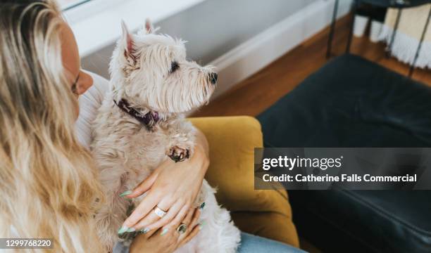 young woman cuddles her west highland terrior dog - west highland white terrier stock-fotos und bilder