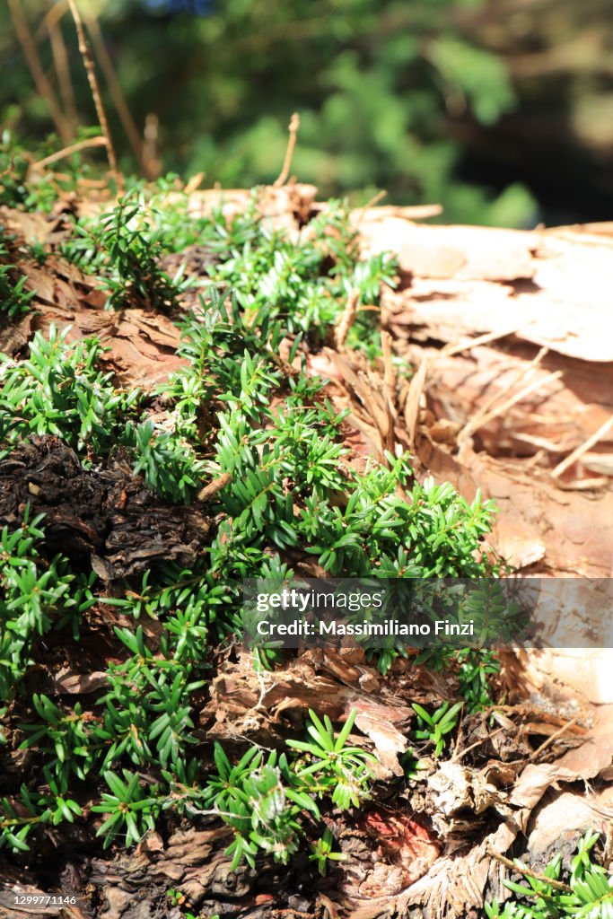 Yew leaves on the tree in a sunlight.