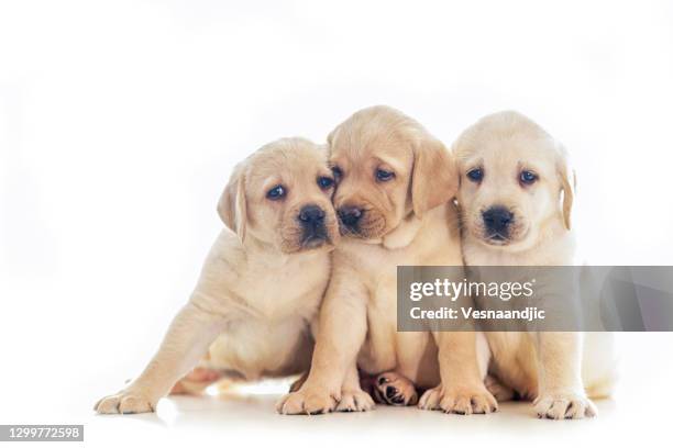 cute puppies isolated on white background - yellow lab puppies stock pictures, royalty-free photos & images