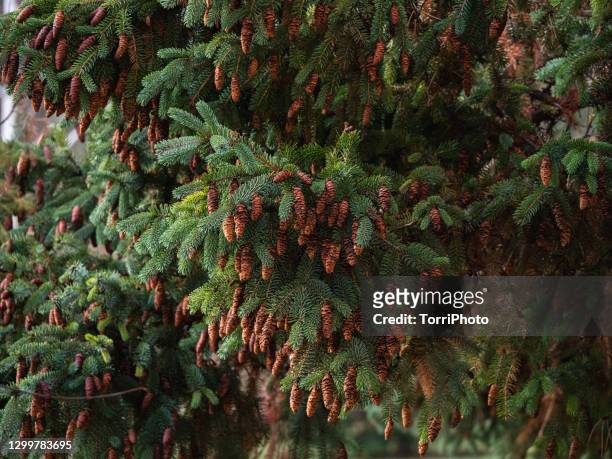 fir tree branches with lot of small cones. close-up of  white spruce branches - abies balsamea stock pictures, royalty-free photos & images