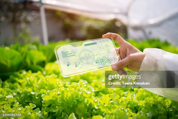 farmers use tablets to monitor the growth of vegetables in a smart farm.organic agriculture concept. - agriculture innovation stock pictures, royalty-free photos & images