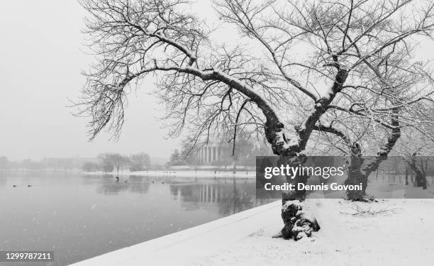 cherry trees in snow - washington dc winter stock pictures, royalty-free photos & images
