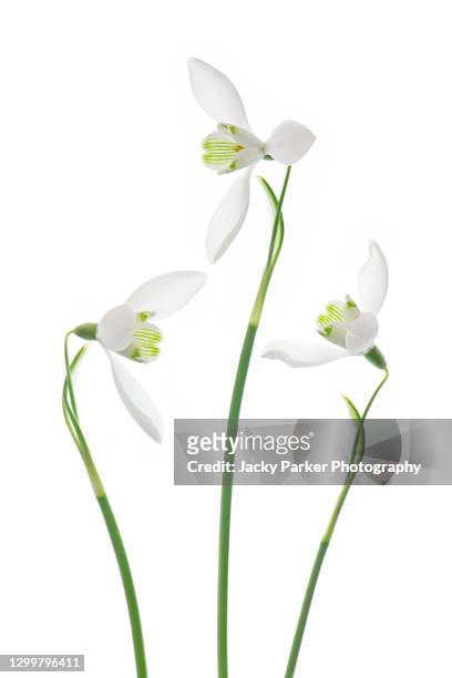 high key image of beautiful spring snowdrop flowers against a white background - snowdrops stock-fotos und bilder