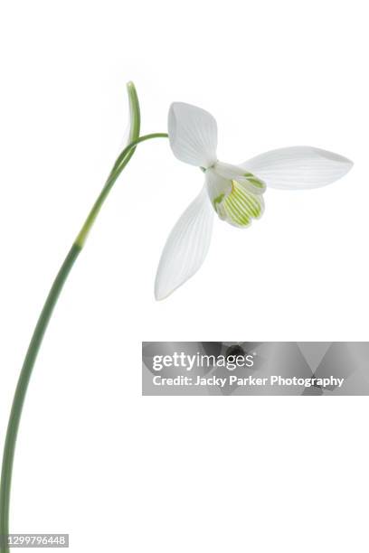 high key image of beautiful spring snowdrop flowers against a white background - snowdrops stock-fotos und bilder