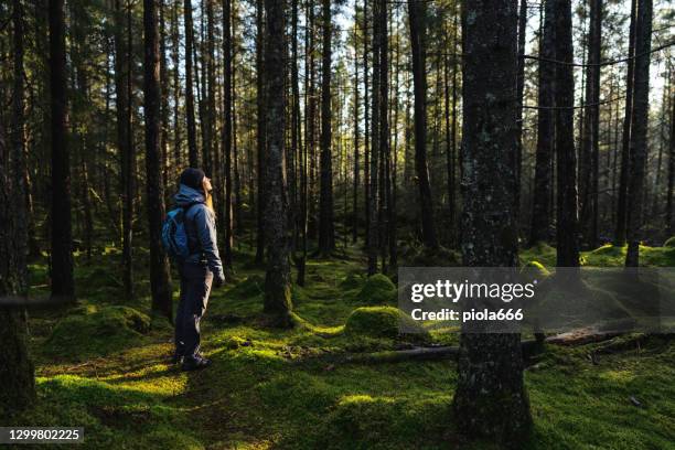 vrouw die in openlucht in bos met een lente warme zon wandelt - noorwegen stockfoto's en -beelden