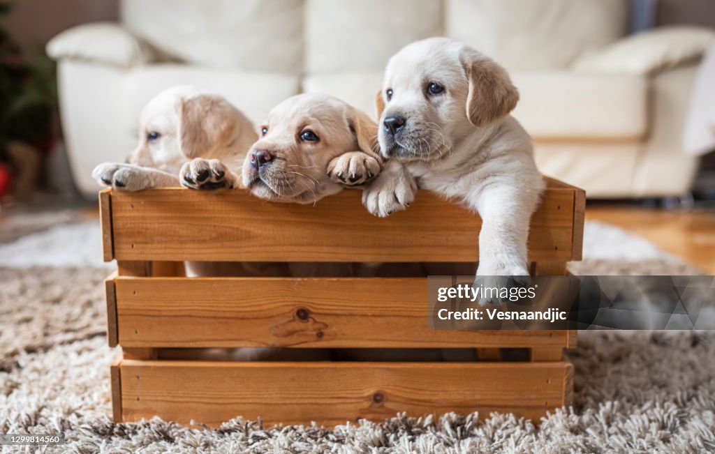 Chiots à la boîte en bois
