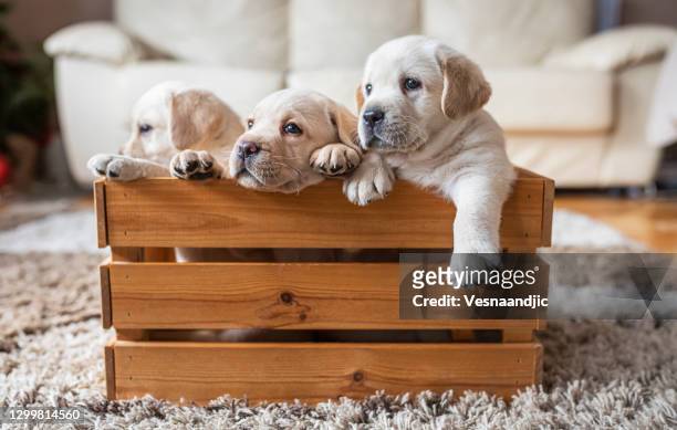 puppies at wooden box - yellow lab puppies stock pictures, royalty-free photos & images