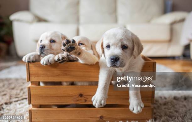 puppies at wooden box - newborn puppy stock pictures, royalty-free photos & images