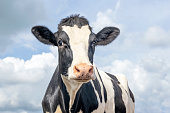 Pretty cow, black and white gentle surprised look, pink nose, in front of a blue cloudy sky
