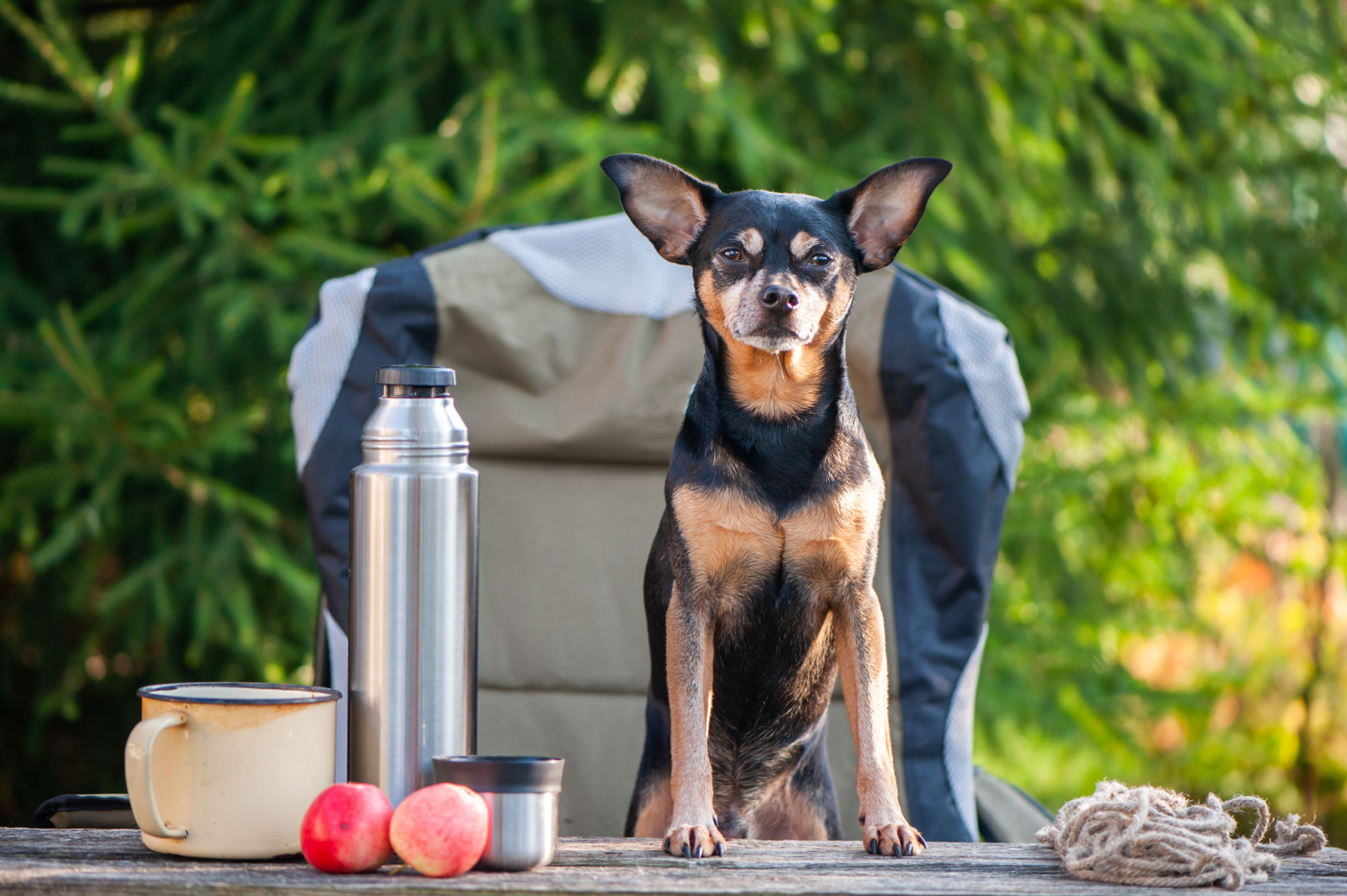 Tourism and camping theme with dog. A cute dog sits outdoors in an equipped camp on a camping chair, looks into the camera Tourism and camping theme with dog. A cute dog sits outdoors in an equipped camp on a camping chair, looks into the camera