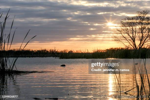 sunset at choke canyon state park - south texas (calliham) - v texas a m stockfoto's en -beelden