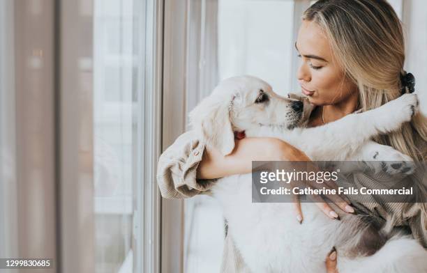 young woman cuddles her 12 week old golden retriever puppy - hairy women imagens e fotografias de stock