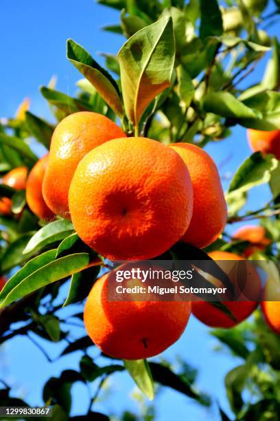 mandarin orchard - citrus grove stock pictures, royalty-free photos & images
